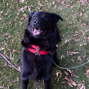 Meet your Posher, Bailey